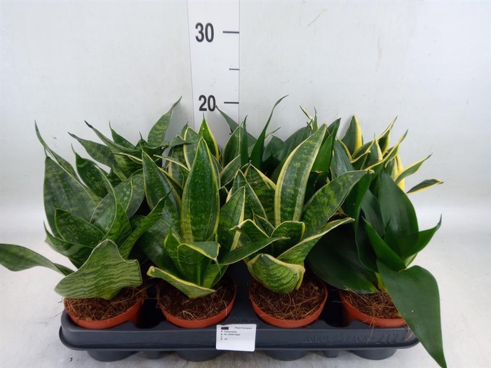 <h4>Sansevieria trifa. 'Hahnii'</h4>