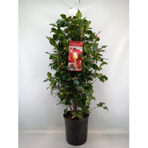 Camellia japonica 'Dr King'