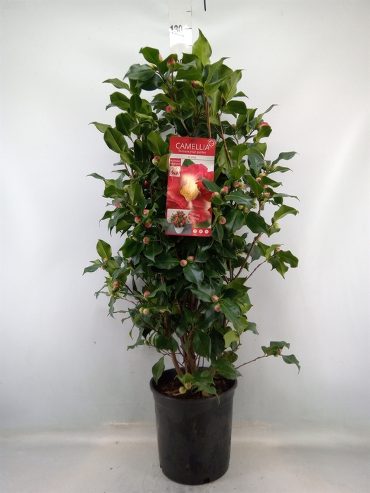 <h4>Camellia japonica 'Dr King'</h4>