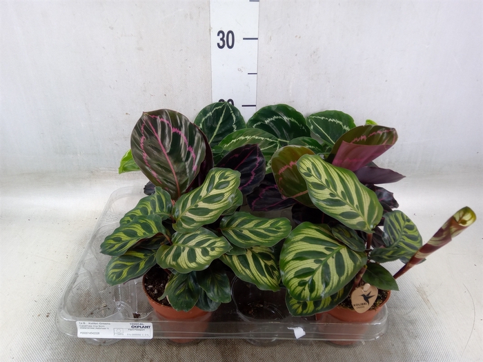<h4>Calathea   ...mix</h4>