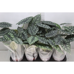 ALOCASIA DRAGON SCALE P12