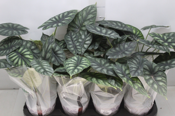 <h4>ALOCASIA DRAGON SCALE P12</h4>