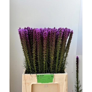 LIATRIS SPICATA