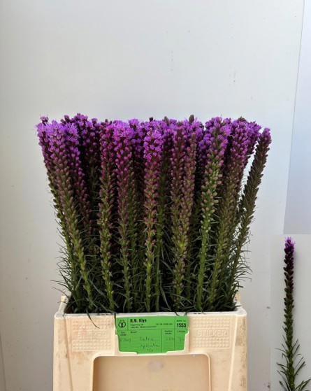 <h4>LIATRIS SPICATA</h4>