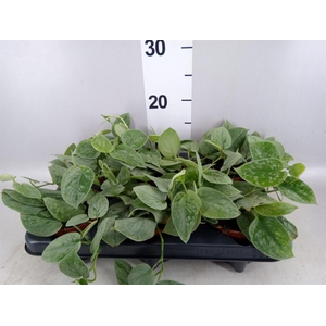 Scindapsus pictus 'Silvery Ann'