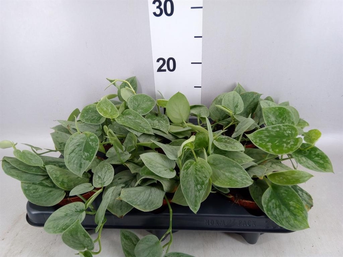<h4>Scindapsus pictus 'Silvery Ann'</h4>