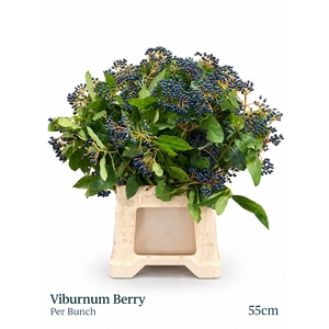 VIBURNUM MET BES BOS