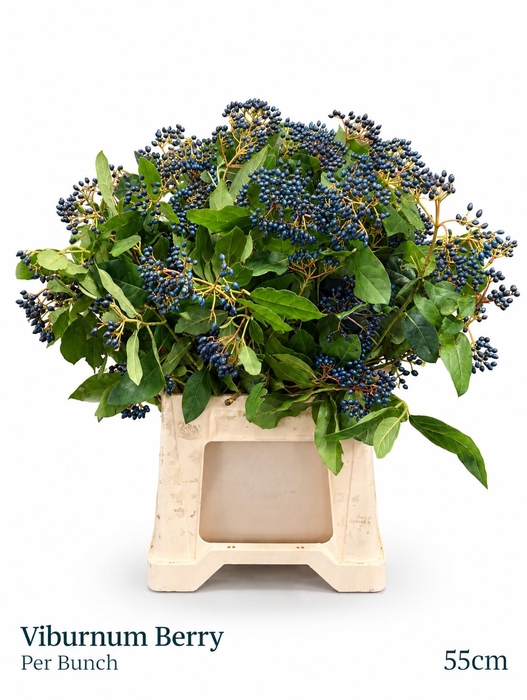 <h4>VIBURNUM MET BES BOS</h4>