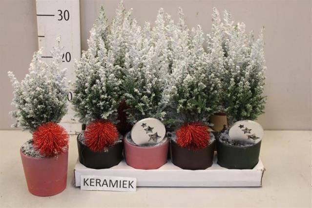 <h4>CHAM L ELLWOODII</h4>