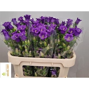 Campanula Cham Blue