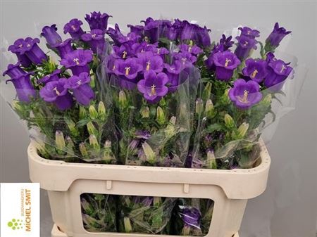 Campanula Cham Blue