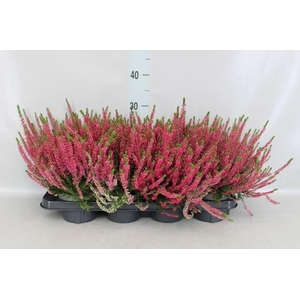 Calluna vulg. 'Beauty L Sanne'