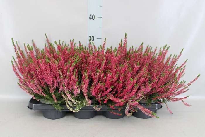 <h4>Calluna vulg. 'Beauty L Sanne'</h4>
