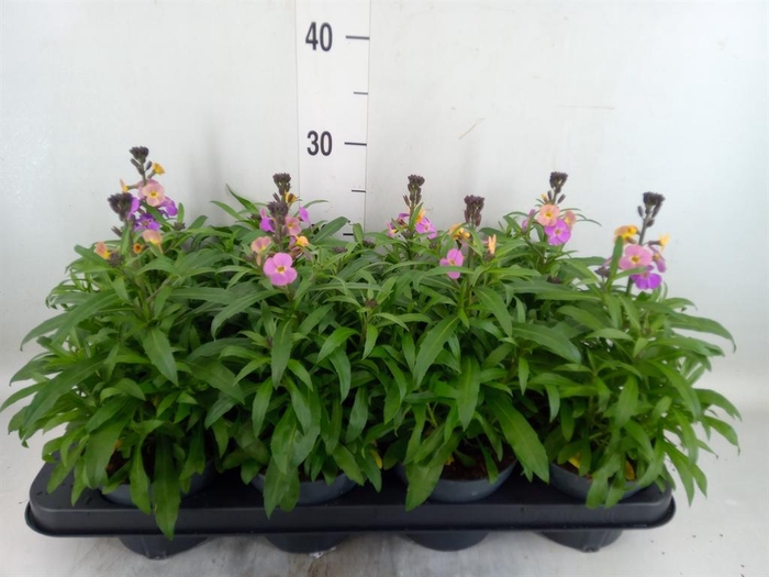 <h4>Erysimum 'Leya Purple Glow'</h4>