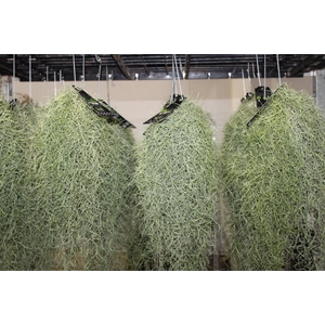 TILLANDSIA USNEOIDES (BARBA DE VELHO)