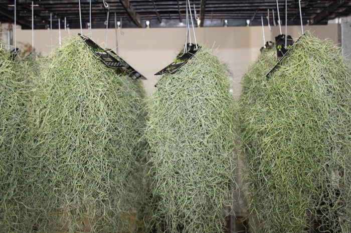 <h4>TILLANDSIA USNEOIDES (BARBA DE VELHO)</h4>