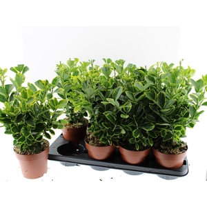 EUONYMUS JA AUREOMAR