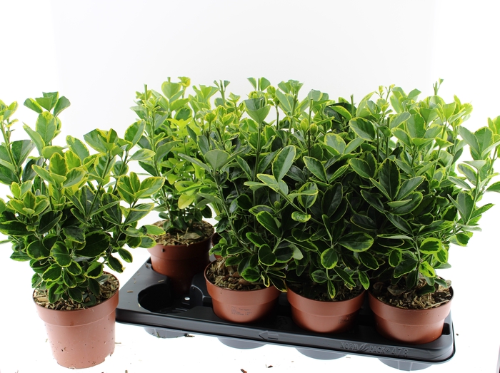 <h4>EUONYMUS JA AUREOMAR</h4>