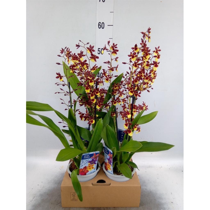 <h4>Orchideeen   ...</h4>