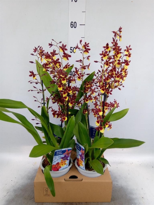 Orchideeen   ...
