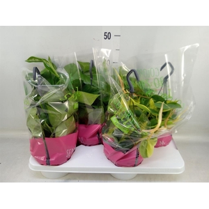 Epipremnum pinn.   HG  ...mix