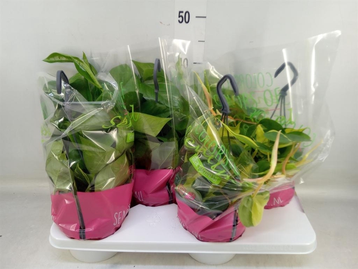 <h4>Epipremnum pinn.   HG  ...mix</h4>