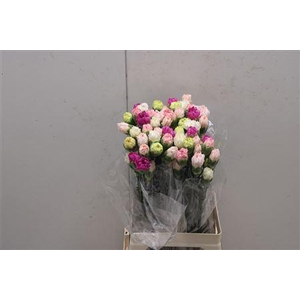 Di St Rainbow Mix Pastel