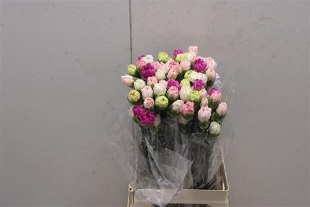 <h4>Di St Rainbow Mix Pastel</h4>