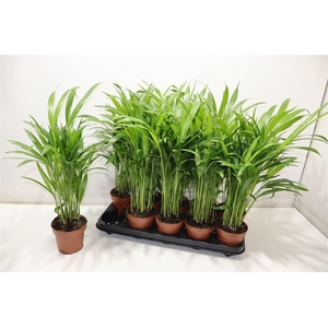 arr8 Dypsis Lutescens