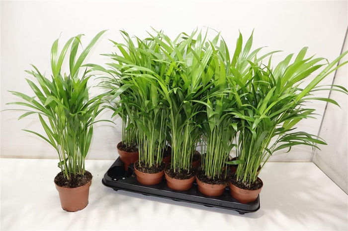 <h4>arr8 Dypsis Lutescens</h4>