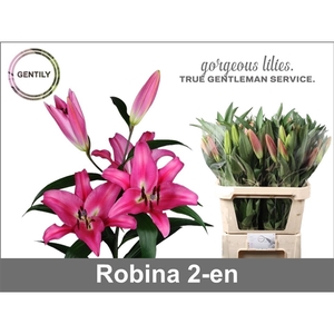 Li Ot Robina 2-en