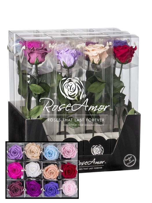 Display 30cm Stem Assorted Pastel