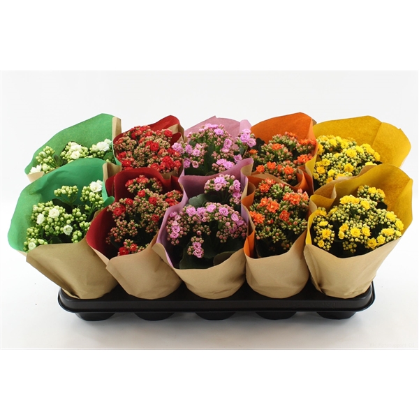 <h4>Kalanchoë 5 color mix in colored paper sleeve</h4>