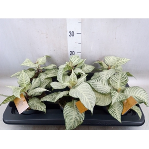 Aphelandra squar. 'White Wash'  NB