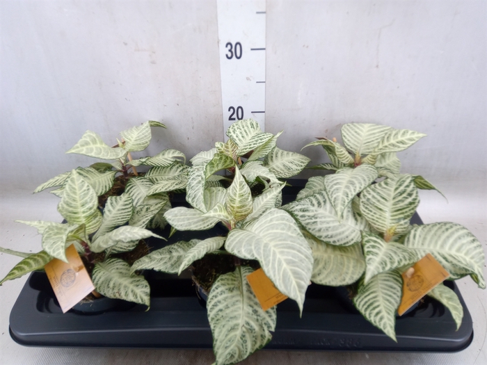 <h4>Aphelandra squar. 'White Wash'  NB</h4>