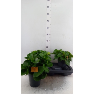 Peperomia obt. 'Green Gold'