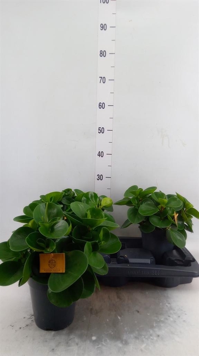 Peperomia obt. 'Green Gold'