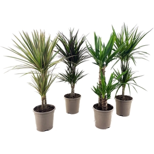 Dracaena marginata en Yucca elephantipes