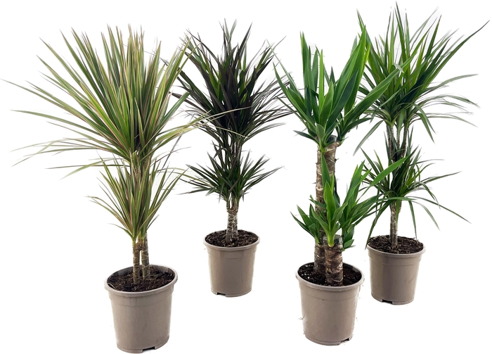 <h4>Dracaena marginata en Yucca elephantipes</h4>
