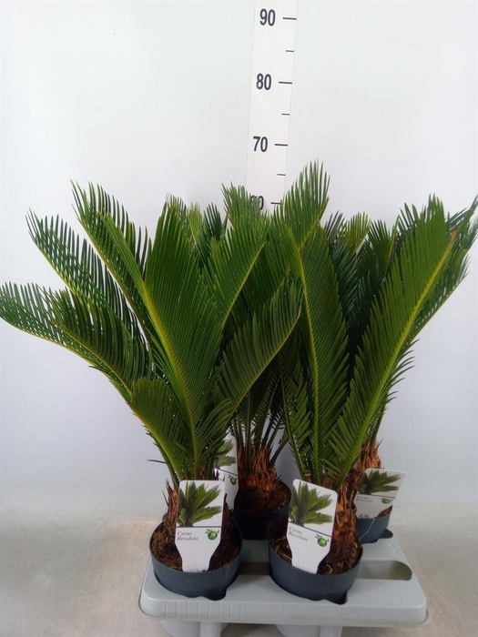 <h4>Cycas revoluta</h4>