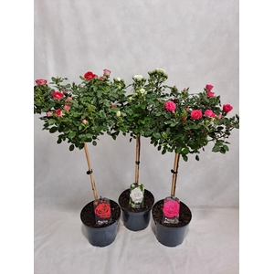 Roos op stam grootbloemig P23 55cm mix