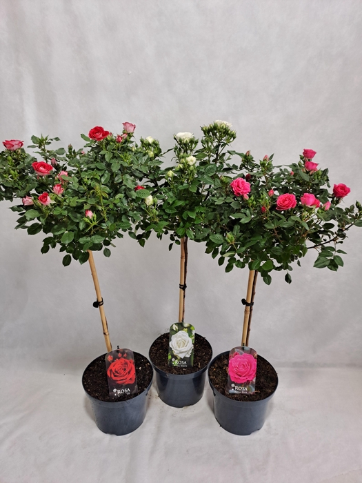 <h4>Roos op stam grootbloemig P23 55cm mix</h4>