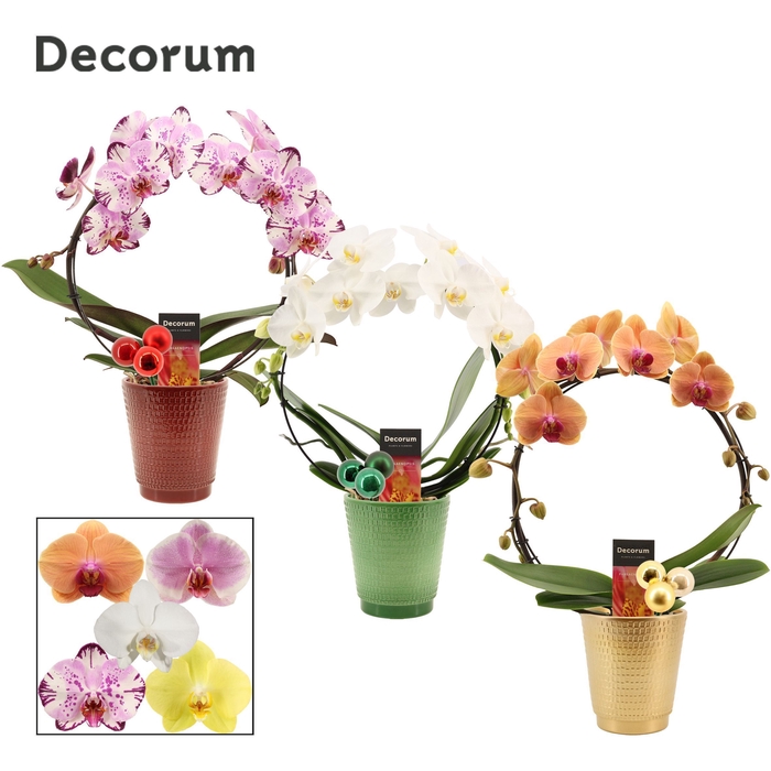 <h4>Phalaenopsis boog mix in Mariah met kerstballen bijsteker (Deco-</h4>