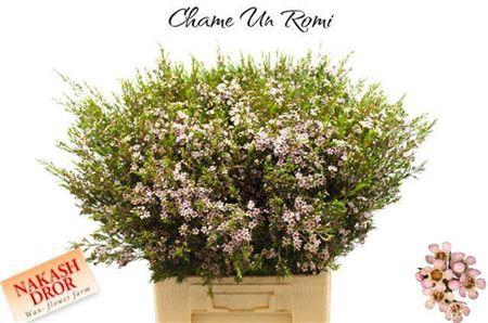 <h4>Chame Un Romi</h4>