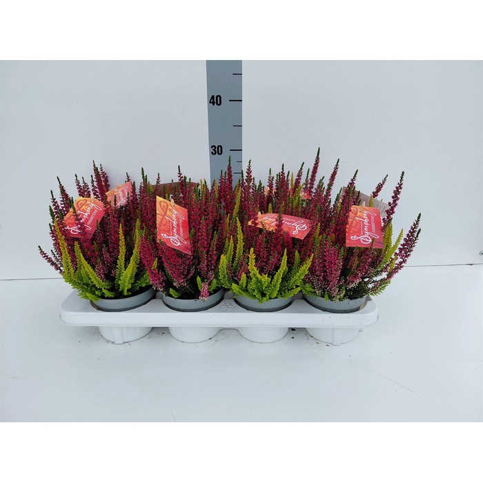 <h4>Calluna vulg. 'Beauty L Twin Sympl'</h4>