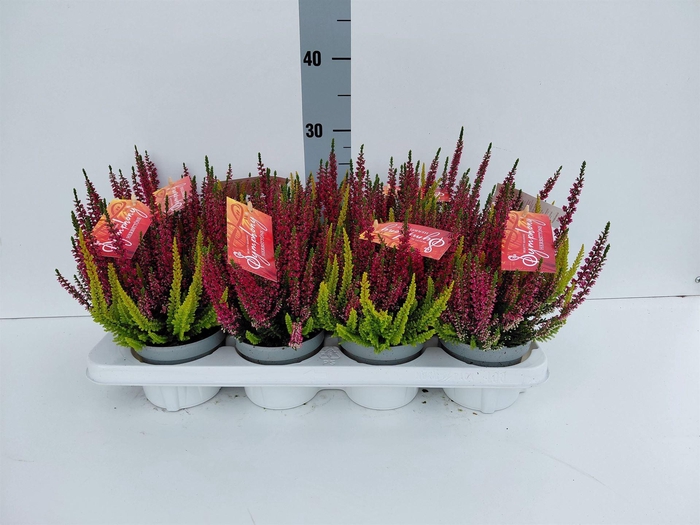 Calluna vulg. 'Beauty L Twin Sympl'