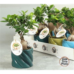 Fic Mi Ginseng Deco