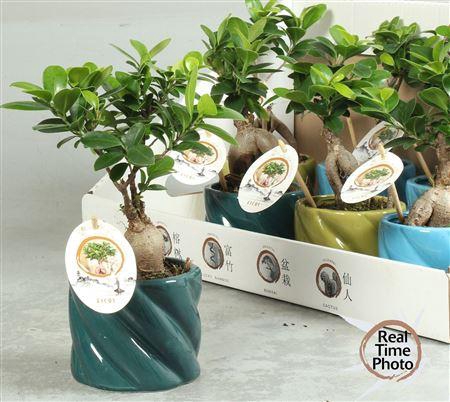 <h4>Fic Mi Ginseng Deco</h4>
