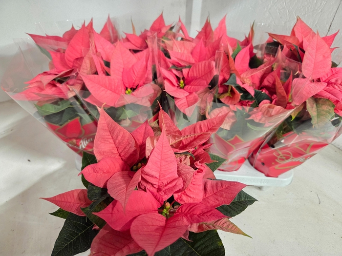 <h4>christmas feelings pink</h4>