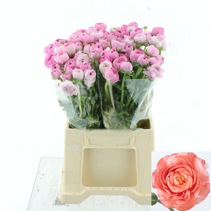 <h4>RAN EL PINK</h4>